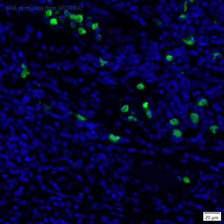 HUABIO IRS039 image 1