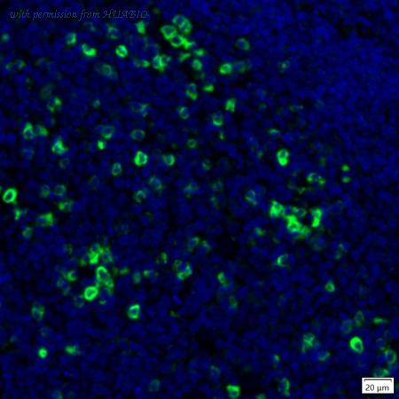 HUABIO IRS040 image 1