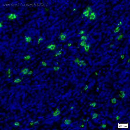 HUABIO IRS041 image 2