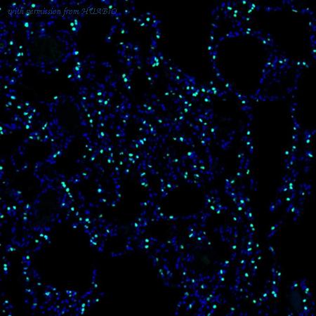 HUABIO IRS042 image 1