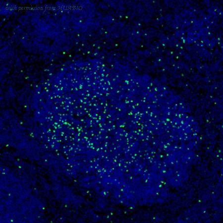 HUABIO IRS053 image 1