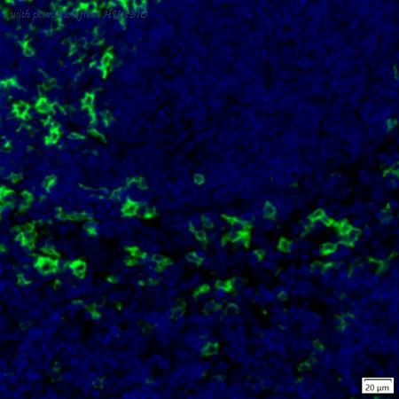 HUABIO IRS084 image 1