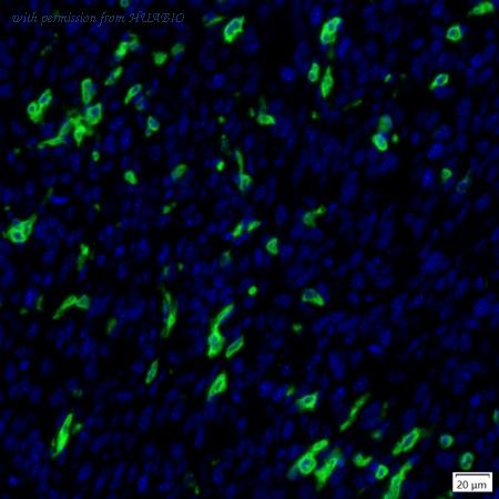 HUABIO IRS084 image 3