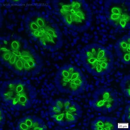 HUABIO IRS175RB image 1