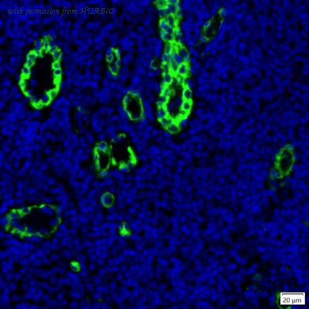 HUABIO IRS176RB image 1