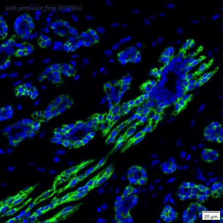 HUABIO IRS194RB image 1