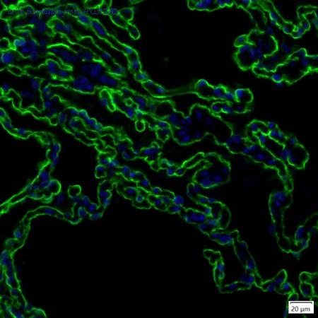 HUABIO IRS195RB image 1