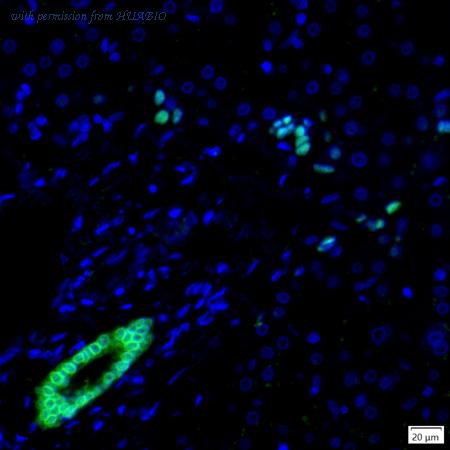 HUABIO IRS199RB image 1