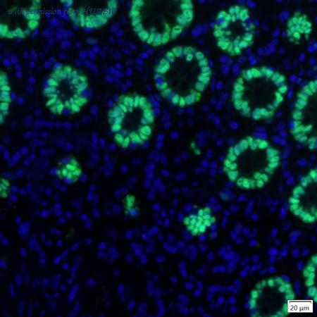 HUABIO IRS199RB image 2