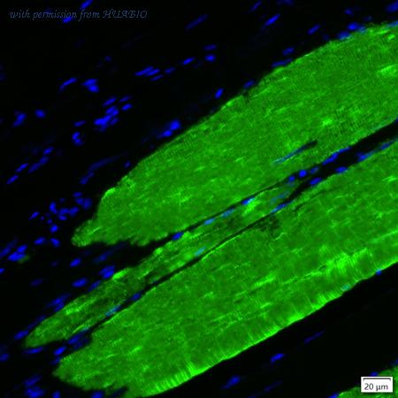 HUABIO IRS201RB image 1
