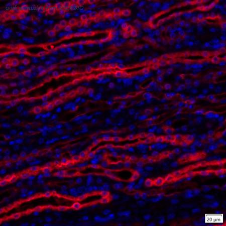 HUABIO IRS221RB image 1