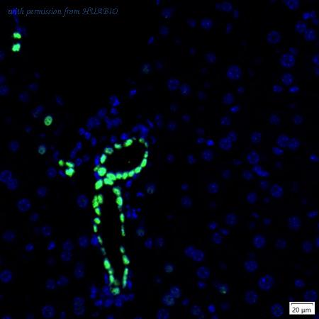 HUABIO IRS241RB image 1