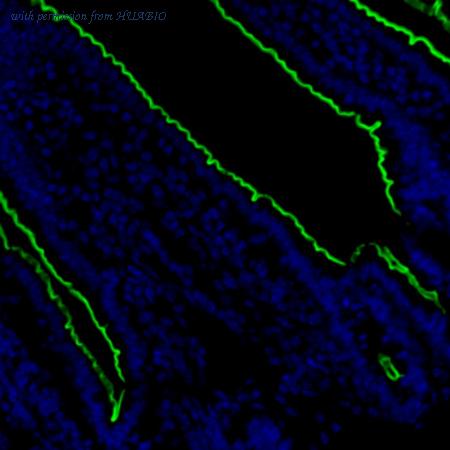 HUABIO IRS243RB image 1