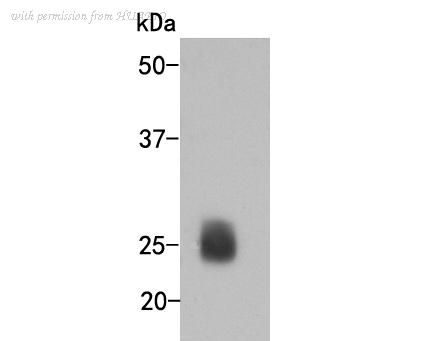 HUABIO M0806-2 image 1