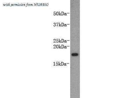 HUABIO M0807-12 image 1