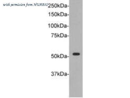 HUABIO M0807-13 image 1