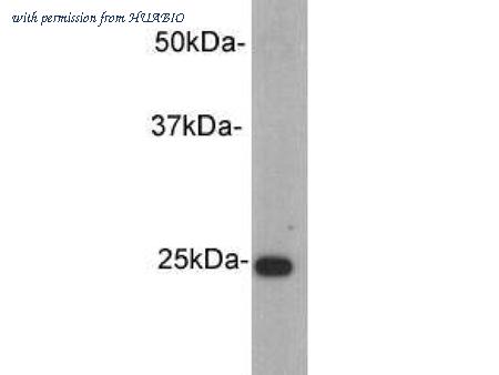 HUABIO M0809-1 image 1