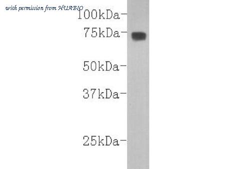 HUABIO M0809-14 image 1