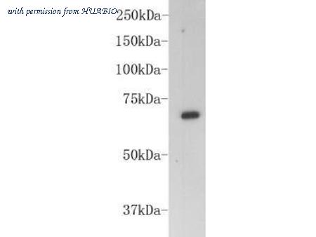 HUABIO M0809-3 image 1