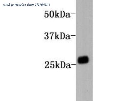 HUABIO M0908-1-50UL image 1