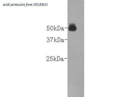 HUABIO M0910-1 image 1