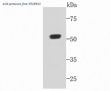 HUABIO M1001-1 image 1