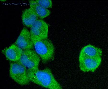 HUABIO M1001-1 image 2