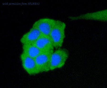 HUABIO M1001-1 image 3