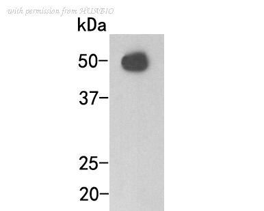 HUABIO M1005-3 image 1