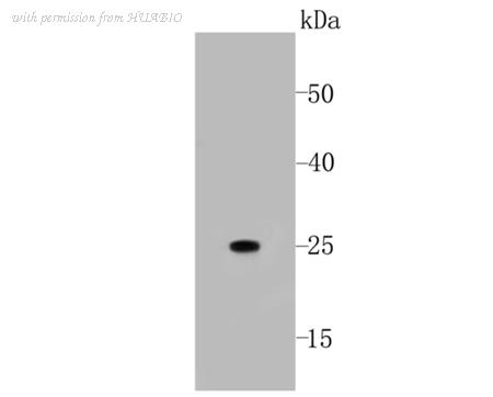 HUABIO M1007-11 image 3