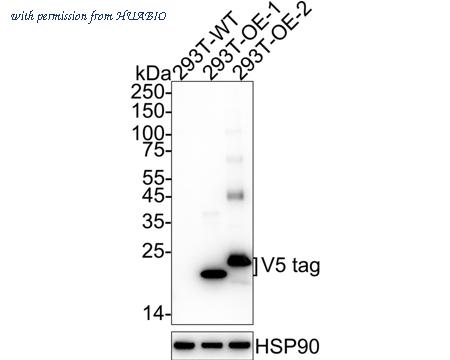 HUABIO M1008-2 image 1
