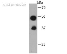HUABIO M1012-4 image 1