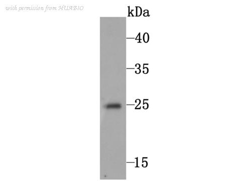 HUABIO M1012-4 image 2