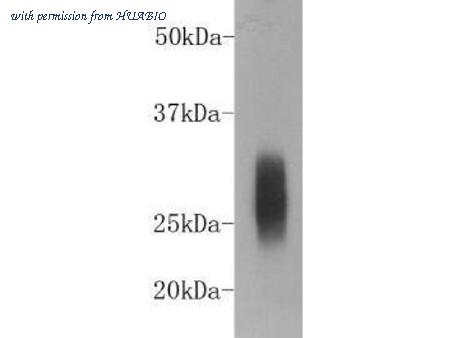 HUABIO M1208-2 image 1