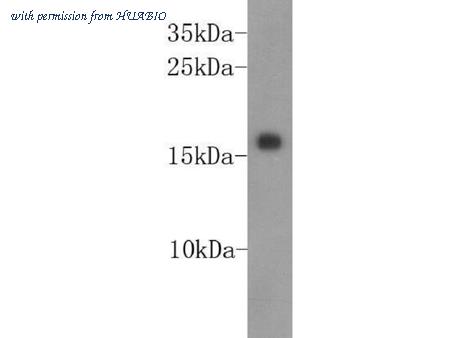 HUABIO M1301-2 image 2