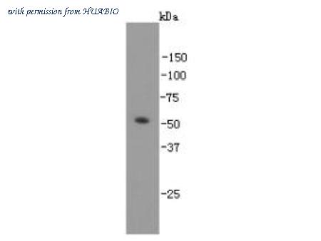 HUABIO M1306-2 image 1