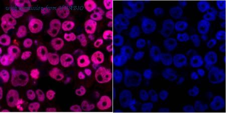 HUABIO M1311-6 image 3