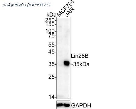 HUABIO M1312-1 image 1