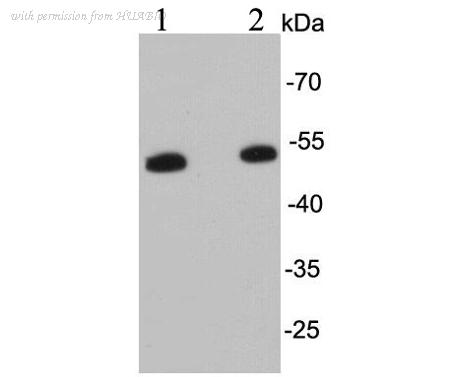 HUABIO M1501-10 image 2