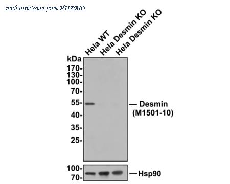 HUABIO M1501-10 image 3