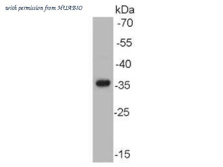 HUABIO M1505-12 image 1