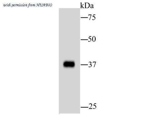 HUABIO M1505-12 image 3