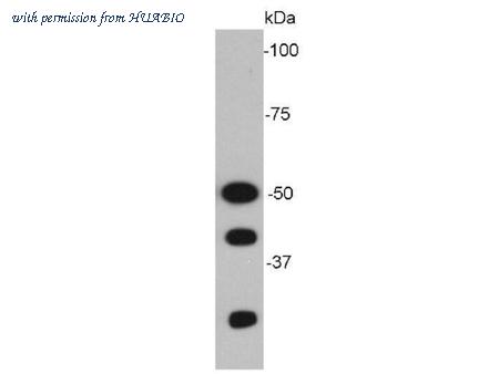 HUABIO M1505-8 image 1
