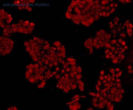 HUABIO M1505-8 image 3