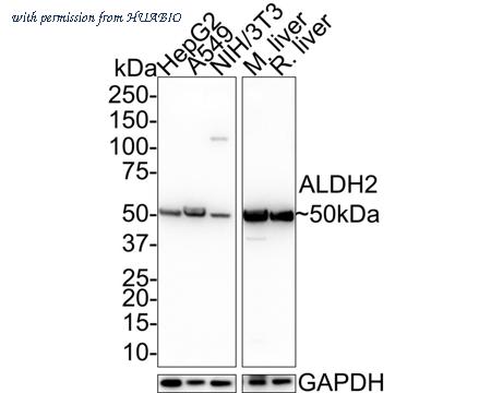 HUABIO M1509-1 image 1
