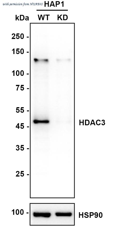 HUABIO M1511-3 image 1