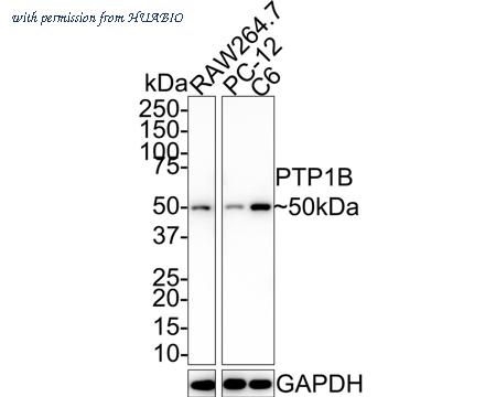 HUABIO M1511-7 image 2
