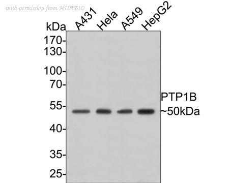 HUABIO M1511-7 image 3