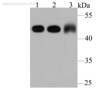 HUABIO M1701-13 image 1