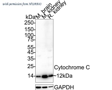 HUABIO M1701-9 image 1